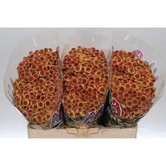 Freshy Chrysant santini Mad Tyolo Orange
