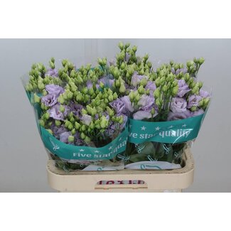 Freshy Eustoma Gevuld Alissa Lavender