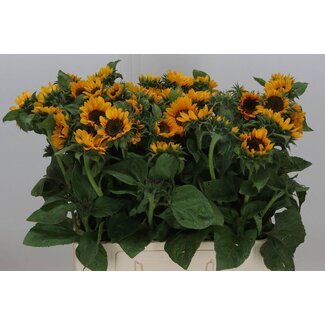 Freshy Helianthus Sonja Bio