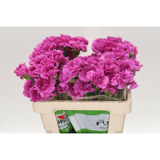 Freshy Korte Anjer “Farida” | Kleur: Roze | Lengte ± 50 centimeter | Per 20 stelen