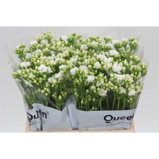 Freshy Kalanchoe Cryst White Meadow