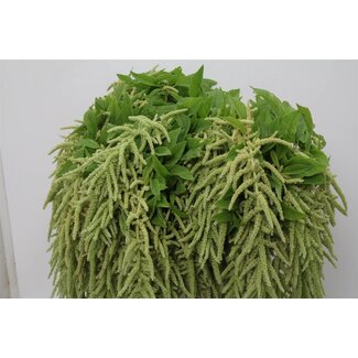 Freshy Amaranthus Ca Viridis