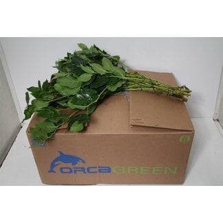 Freshy Salal Groot x20 (p. bos)