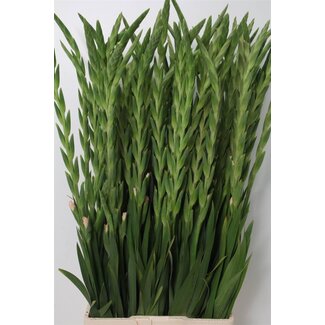 Freshy Gladiolus groot Adrenalin