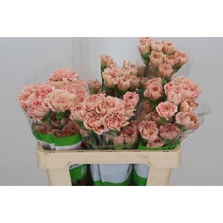 Freshy Anjer Funza Kort Caramel