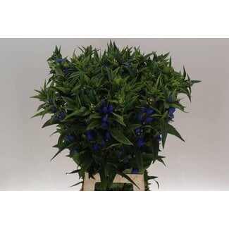 Freshy Gentiana Gentiaan “Just Blue” | Kleur: Blauw | Lengte ± 80 centimeter | Per 10 stelen