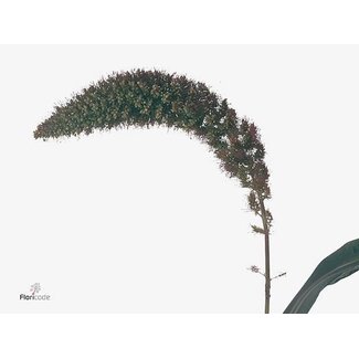 Freshy Setaria It Red Jewel
