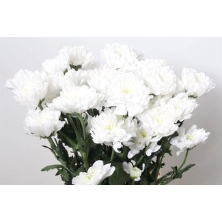 Freshy Chrysant T Altaj