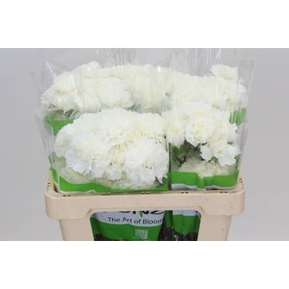 Freshy Korte Anjer “Delphi” | Kleur: Wit | Lengte ± 50 centimeter | Per 20 stelen