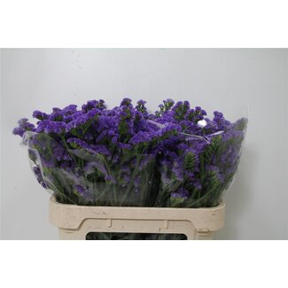 Freshy Limonium S Levis Wings