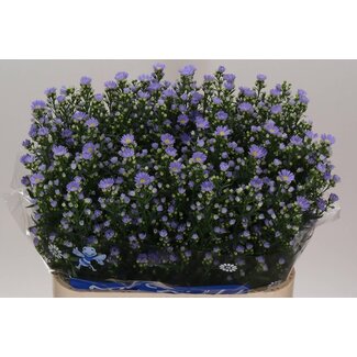Freshy Aster Cassandra