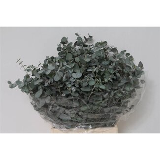 Freshy Eucalyptus Gunnii 150gr Short (p. bos)