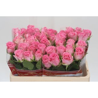 Freshy Rosa Seductive