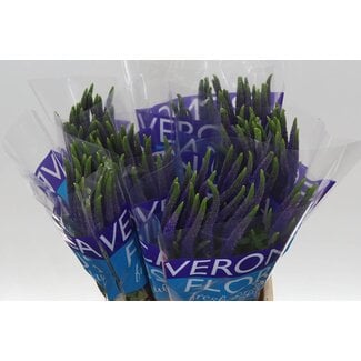 Freshy Veronica Smart Navy