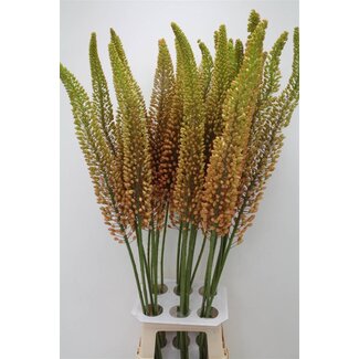 Freshy Eremurus Emmy Rosa
