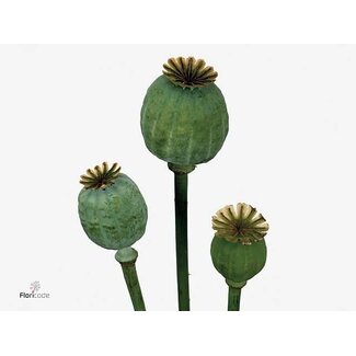 Freshy Papaver Som (zaaddoos)