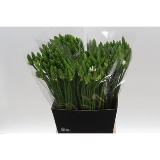 Freshy Ornithogalum Thyrsoides
