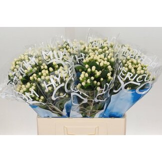 Freshy Hypericum Coco Uno