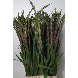 Freshy Gladiolus groot Purple Flora