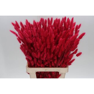 Freshy Lagurus Cerise (p. bos)
