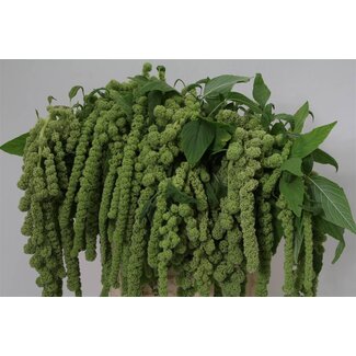 Freshy Amaranthus Ca Cycloop