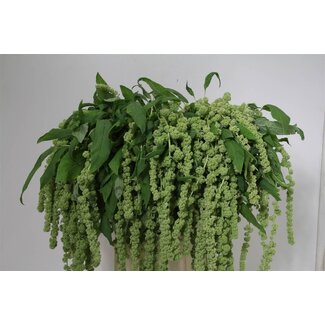 Freshy Amaranthus Caudatus Kattenstaart “Cycloop” | Kleur: Groen | Lengte ± 80 centimeter | Per 10 stelen