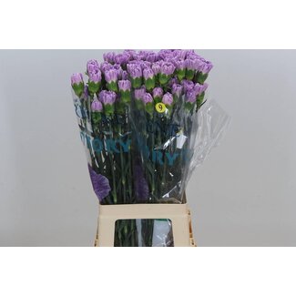 Freshy Lange Anjer “Fl Moonaqua” | Kleur: Paars | Lengte ± 70 centimeter | Per 20 stelen