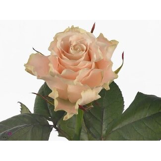 Freshy Rosa Charmant