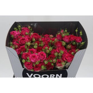 Freshy R tros Judy Voorn
