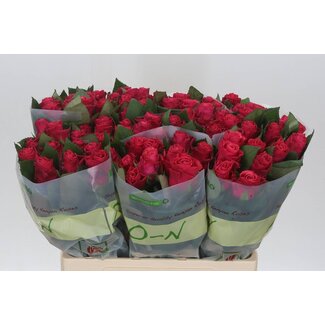 Freshy Rosa Tacazzi