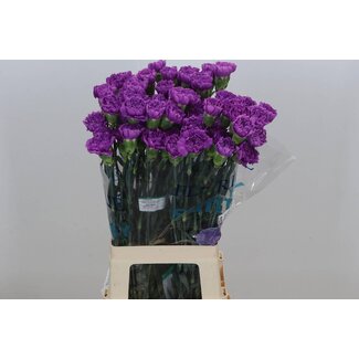 Freshy Lange Anjer “Fl Moonlite” | Kleur: Paars | Lengte ± 70 centimeter | Per 20 stelen