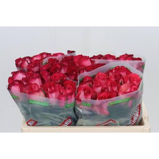 Freshy Rosa Nicoletta