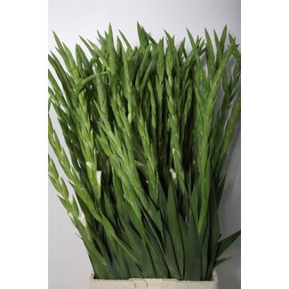 Freshy Gladiolus groot Essential