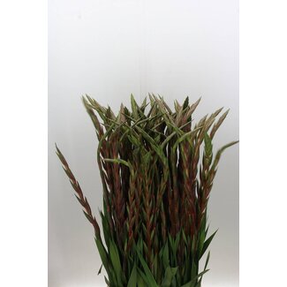 Freshy Gladiolus groot Magma