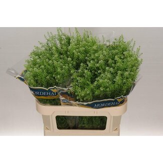 Freshy Lepidium Green Bell
