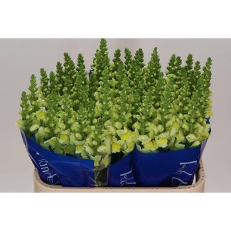 Freshy Antirrhinum Poto Geel