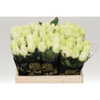 Freshy Grootbloemige Rozen “Avalanche Optimum” | Kleur: Wit | Lengte ± 55 centimeter | Per 20 stelen