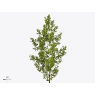 Freshy Asparagus Umbellatus