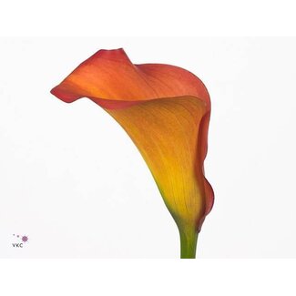 Freshy Zantedeschia Callista