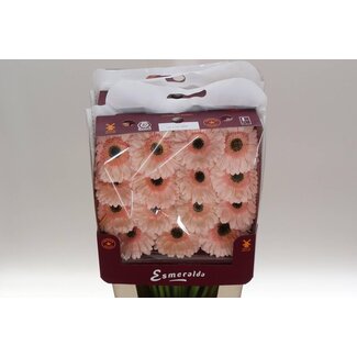Freshy Grootbloemige Gerbera Aqua “Cafe Del Mar” | Kleur: Roze | Lengte ± 45 centimeter | Per 15 stelen