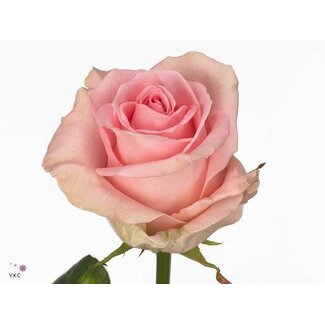 Freshy Rosa Sweet Dolomiti X L