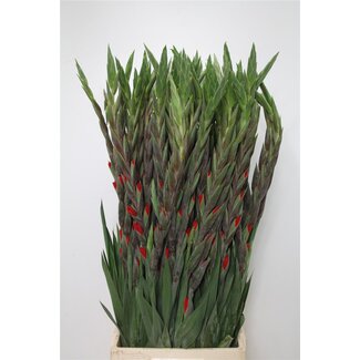 Freshy Grootbloemige Gladiolen “Bunga” | Kleur: Rood | Lengte ± 110 centimeter | Per 10 stelen