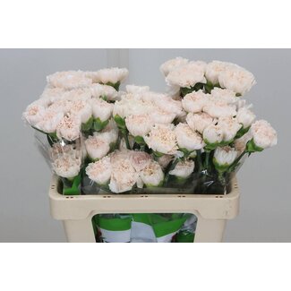 Freshy Anjer Funza Kort Brut