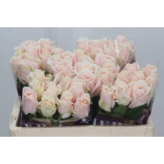 Freshy Rosa Sweet Avalanche