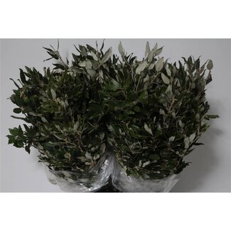 Freshy Steeneik 400gr (p. bos)