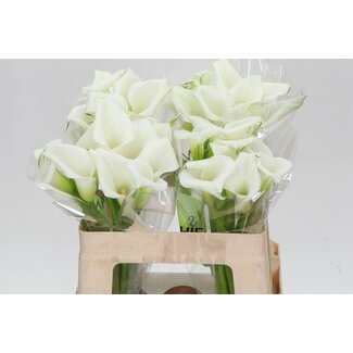 Freshy Zantedeschia Crystal Blush