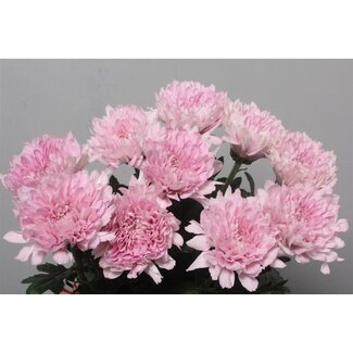 Freshy Chrysant deco Petrushka