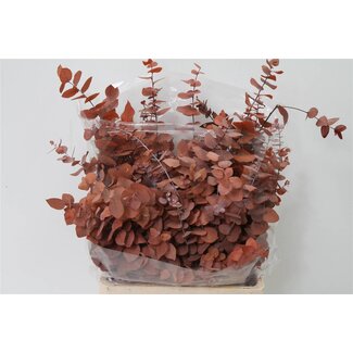 Freshy Eucalyptus Stuartiana Geprepareerd | Kleur: Oranje | Gewicht 150 gram per bos | Per 5 bossen