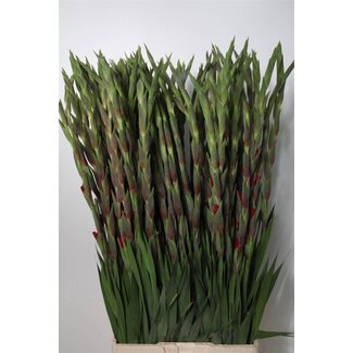 Freshy Gladiolus groot Red Balance