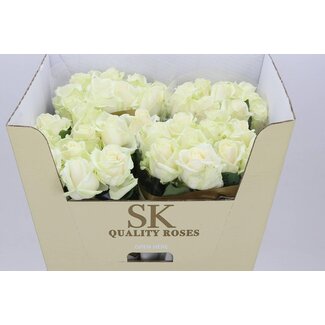 Freshy Rosa Avalanche Koene White